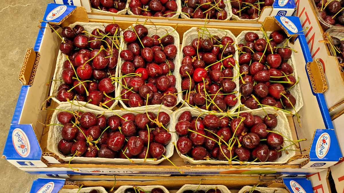 Ciliegie - Trentino - 6 euro al chilogrammo